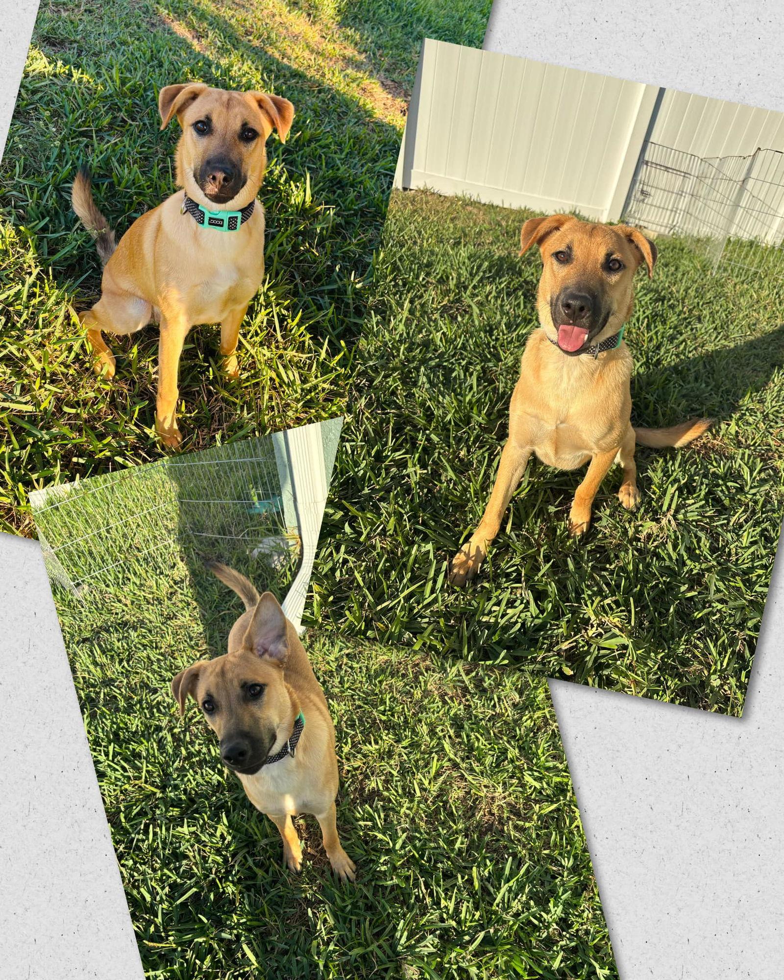 Karlen, a Adoptable Mixed Breed in Naples, FL image 2/3