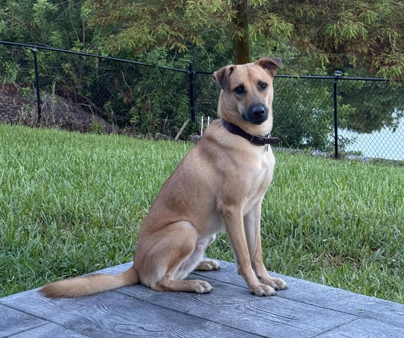 Karlen, Adoptable, Young Male Mixed Breed.