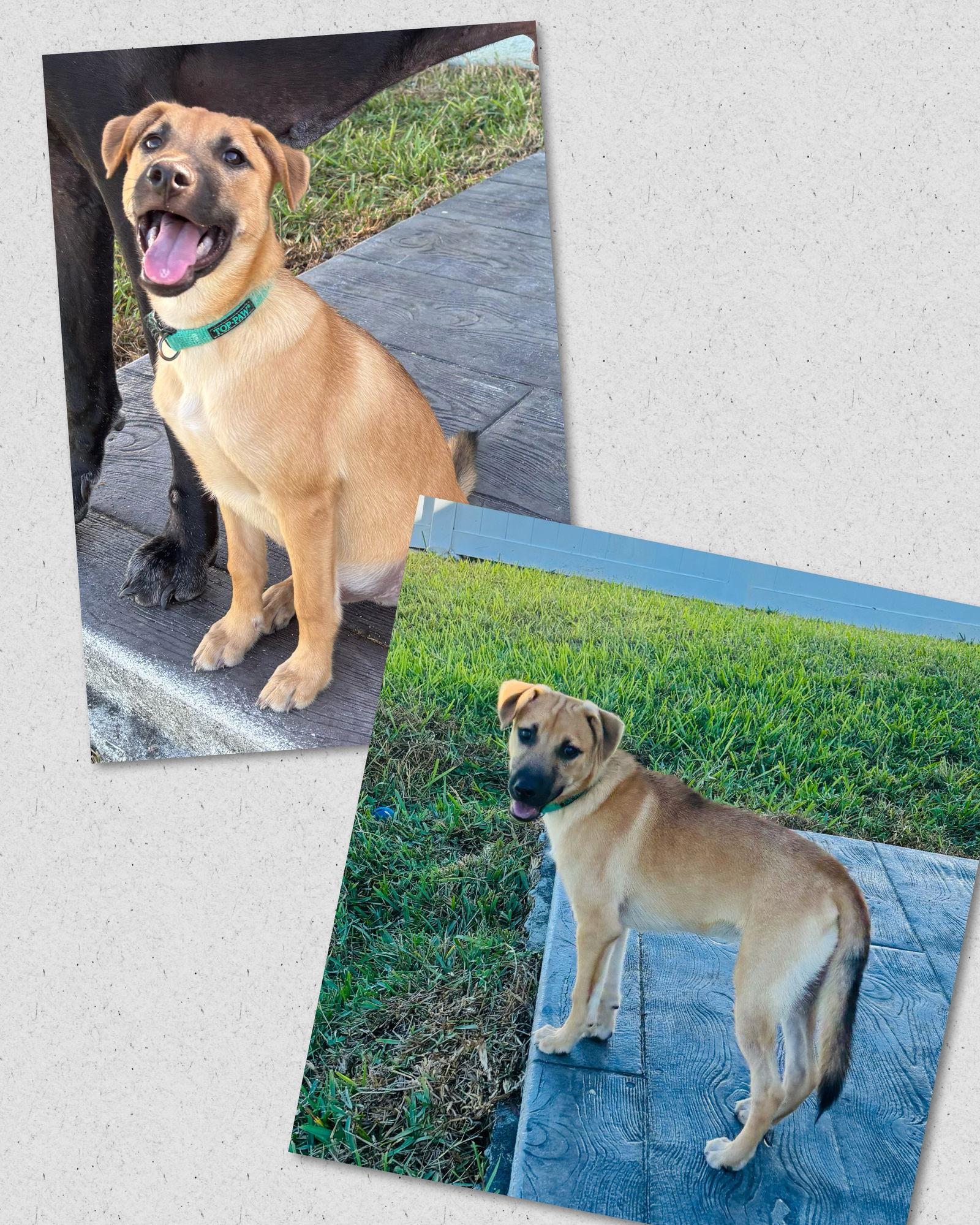 Karlen, a Adoptable Mixed Breed in Naples, FL image 3/3