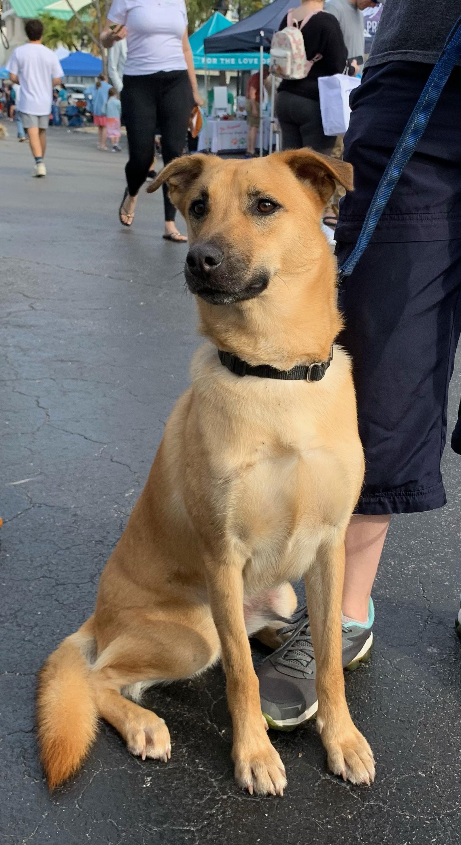 Enlarge Karlen, a Adoptable Mixed Breed in Naples, FL image 3/3