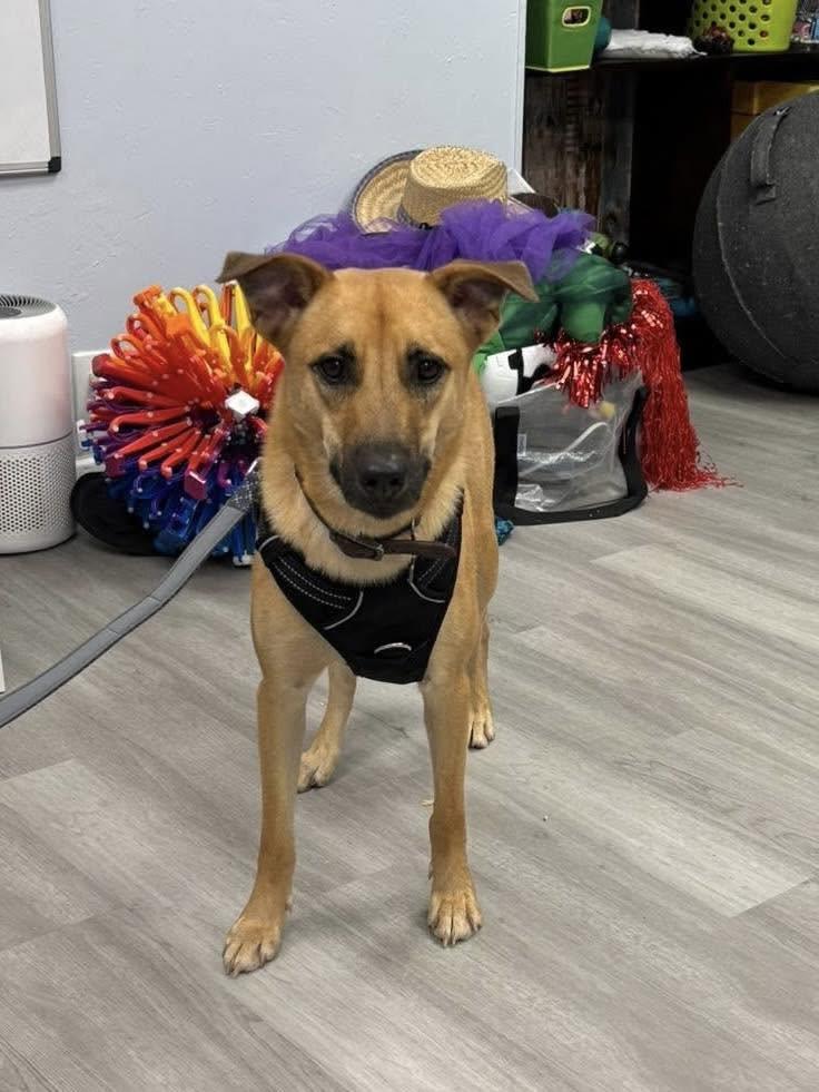 Karlen, a Adoptable Mixed Breed in Naples, FL image 3/3