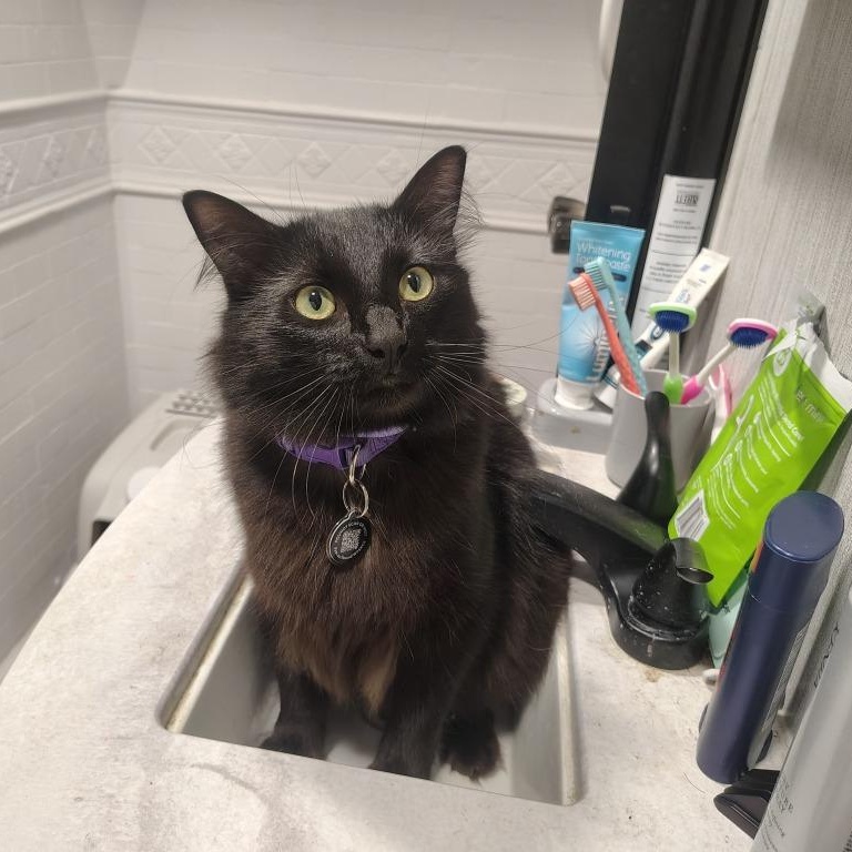 Enlarge Morpheus, an adopted mixed breed in Tyler, TX image 2/3