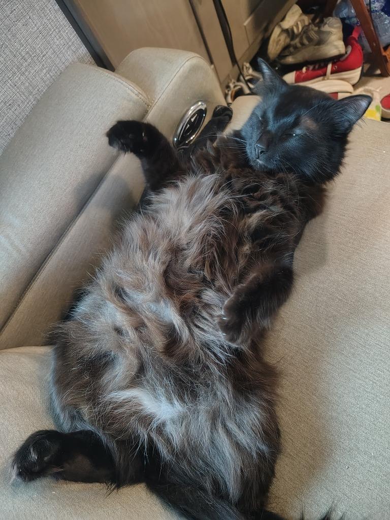 Morpheus, adopted, Adult Male Domestic Medium Hair.