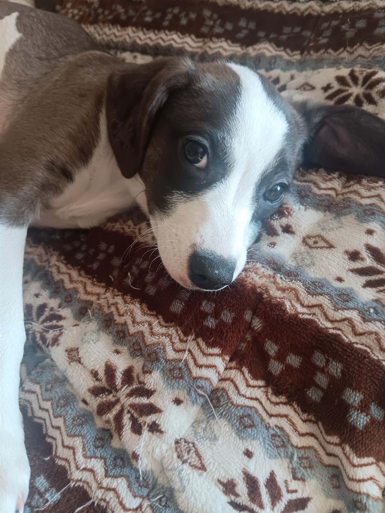 Enlarge Dancer, a Adoptable mixed breed in Bristol, WI image 1/6