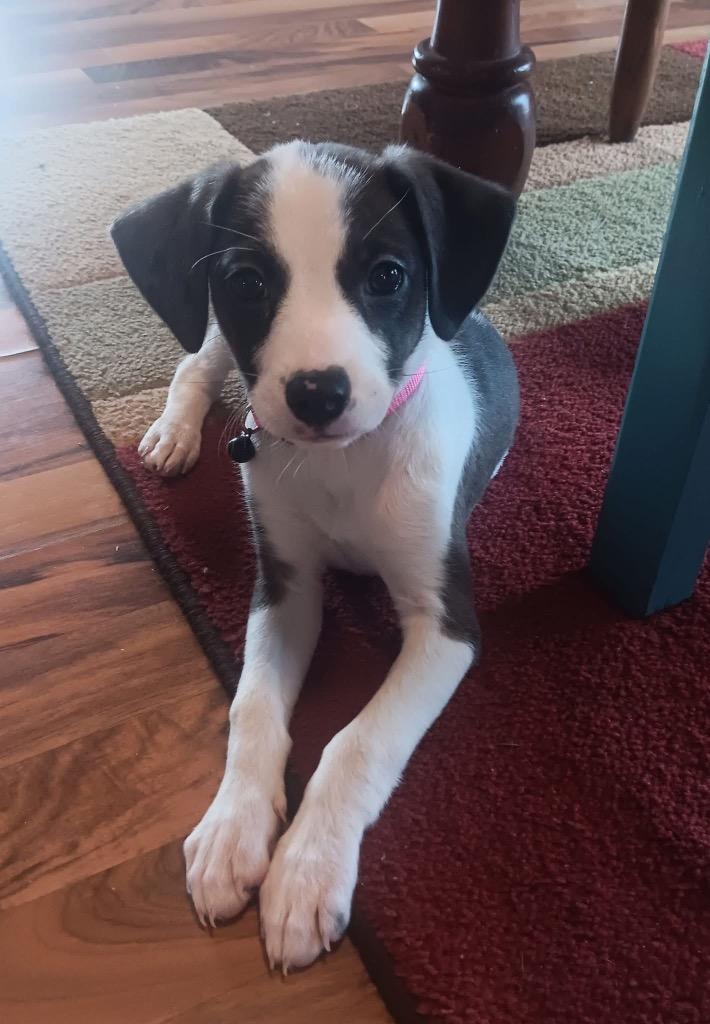 Dancer, Adoptable, Puppy Female Chihuahua & Pit Bull Terrier.