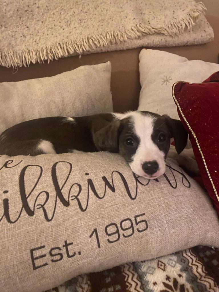 Enlarge Dancer, a Adoptable mixed breed in Bristol, WI image 3/5