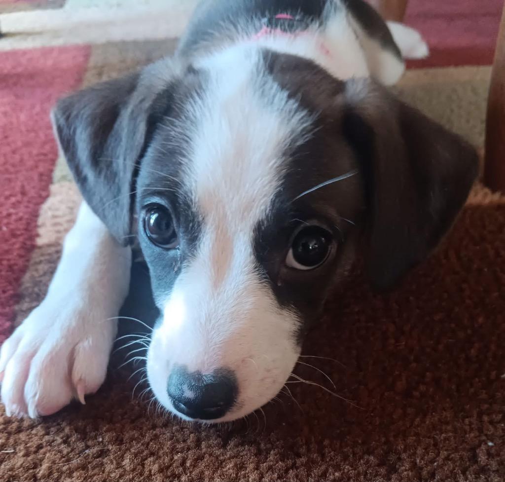 Dancer, Adoptable, Puppy Female Chihuahua & Pit Bull Terrier.