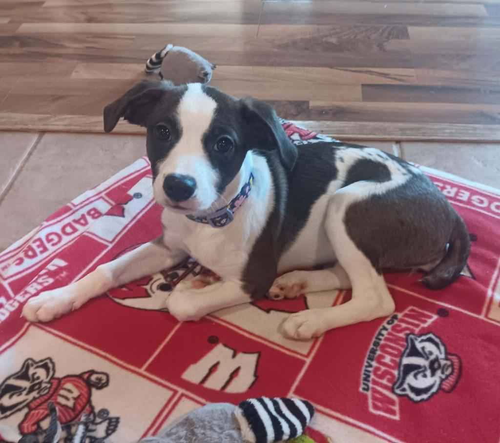 Enlarge Dancer, a Adoptable mixed breed in Bristol, WI image 2/6