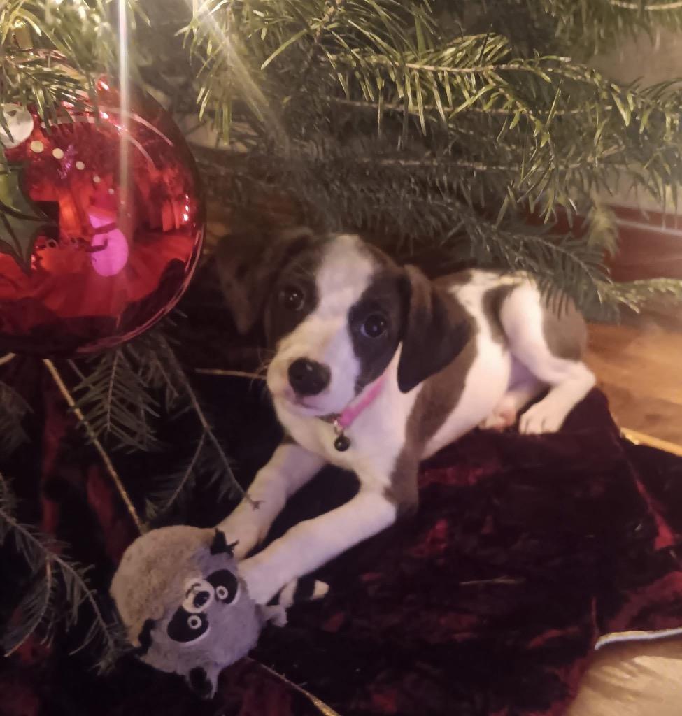 Enlarge Dancer, a Adoptable mixed breed in Bristol, WI image 5/5