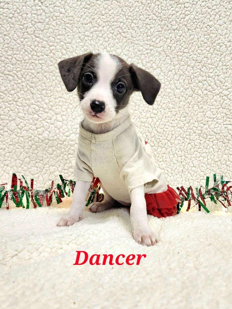 Enlarge Dancer, a Adoptable mixed breed in Bristol, WI image 6/6