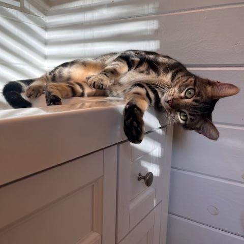 Enlarge Georgia, a Adoptable Domestic Short Hair in Norfolk, VA image 4/5