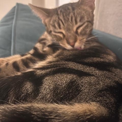 Enlarge Georgia, a Adoptable Domestic Short Hair in Norfolk, VA image 2/5