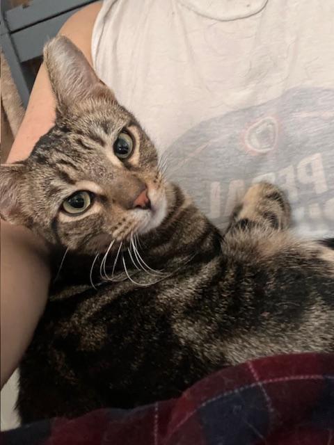 Enlarge Georgia, a Adoptable Domestic Short Hair in Norfolk, VA image 1/5