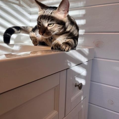 Enlarge Georgia, a Adoptable Domestic Short Hair in Norfolk, VA image 3/5