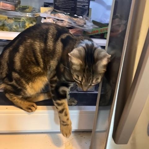 Enlarge Georgia, a Adoptable Domestic Short Hair in Norfolk, VA image 5/5