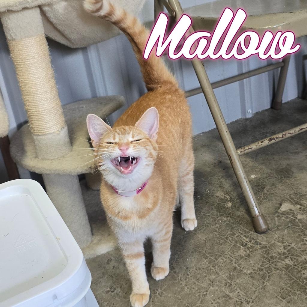 Enlarge Mallow, a Adoptable Domestic Short Hair in Hillsboro, OH image 1/6