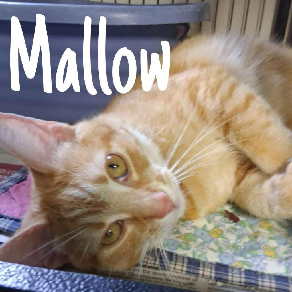 Enlarge Mallow, a Adoptable Domestic Short Hair in Hillsboro, OH image 3/6