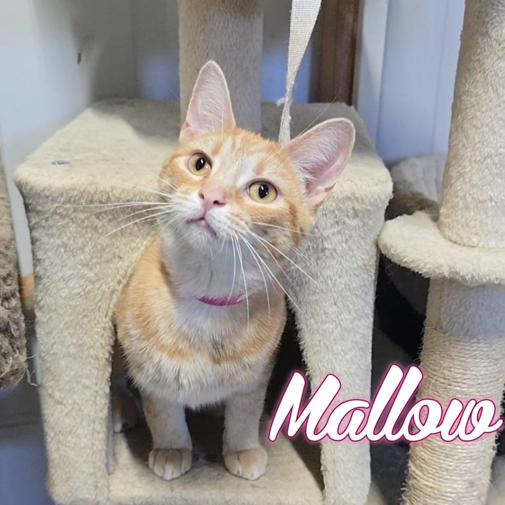 Enlarge Mallow, a Adoptable Domestic Short Hair in Hillsboro, OH image 5/6