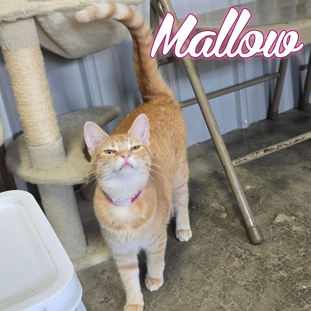 Enlarge Mallow, a Adoptable Domestic Short Hair in Hillsboro, OH image 6/6