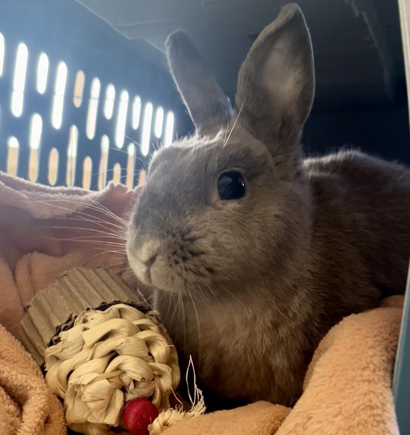 Sterling, adopted, Adult Female Netherland Dwarf.