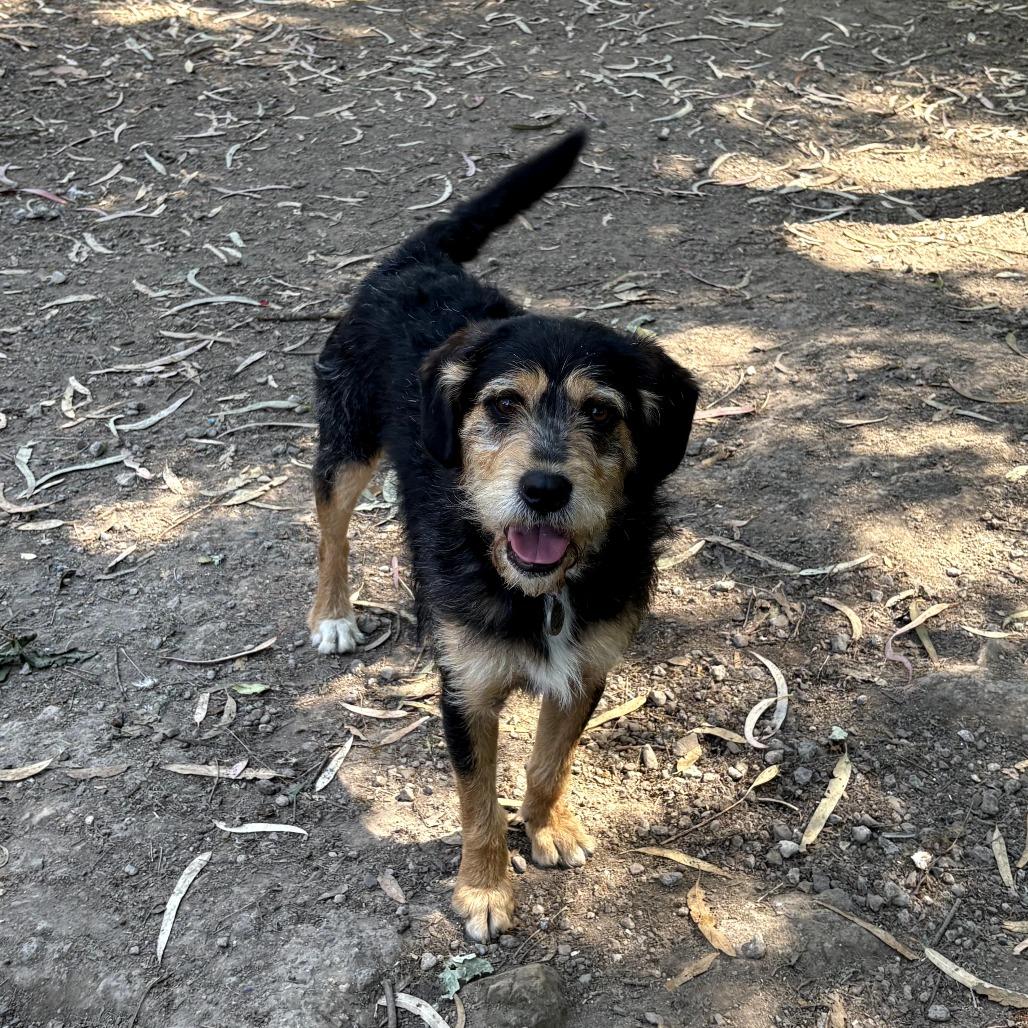 Enlarge Rango, a Adoptable Border Terrier in Sonoma, CA image 1/6
