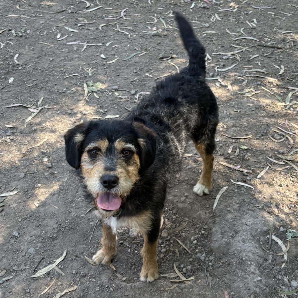 Enlarge Rango, a Adoptable Border Terrier in Sonoma, CA image 2/6