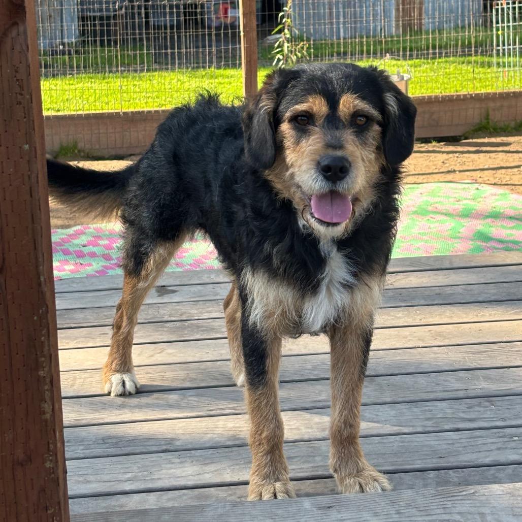 Rango, Adoptable, Young Male Border Terrier.