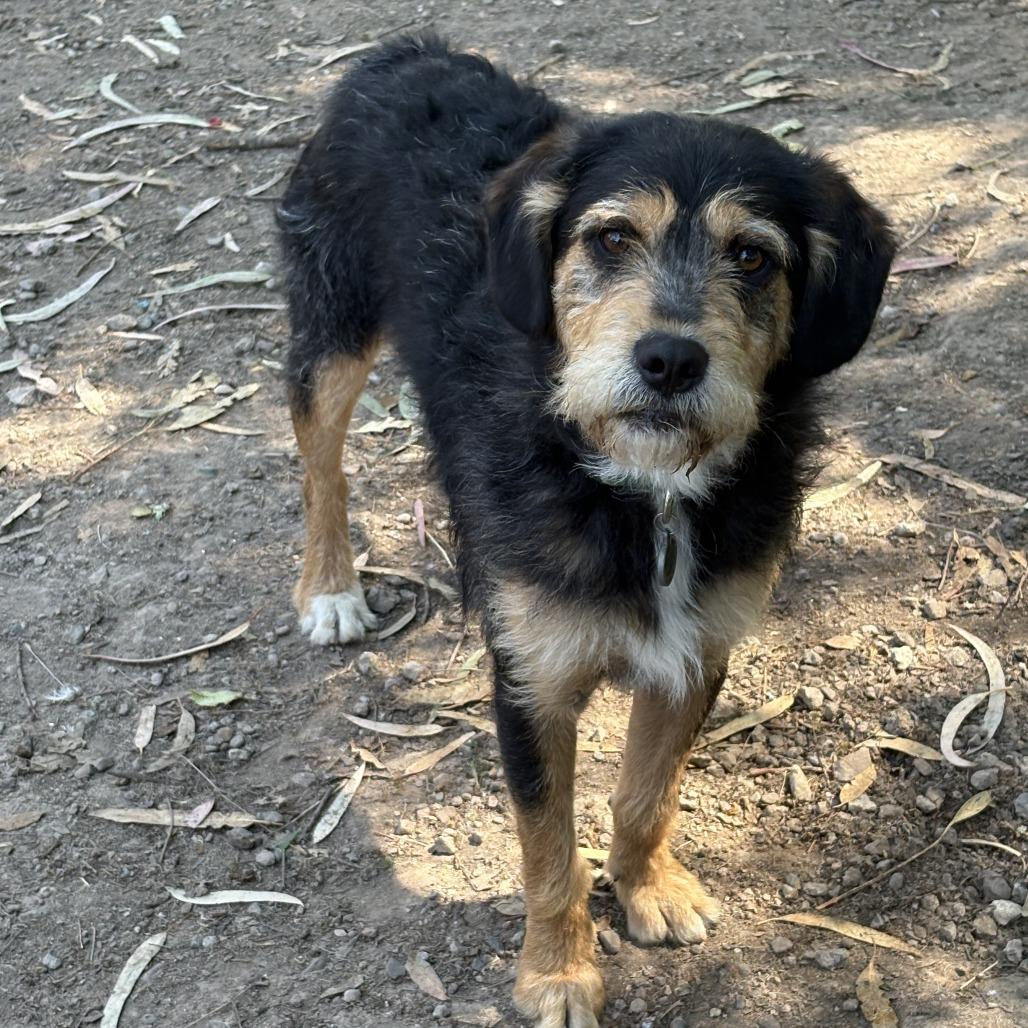 Enlarge Rango, a Adoptable Border Terrier in Sonoma, CA image 4/6