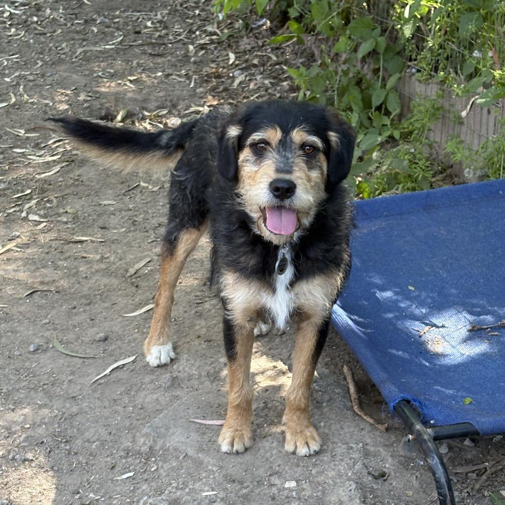 Enlarge Rango, a Adoptable Border Terrier in Sonoma, CA image 5/6