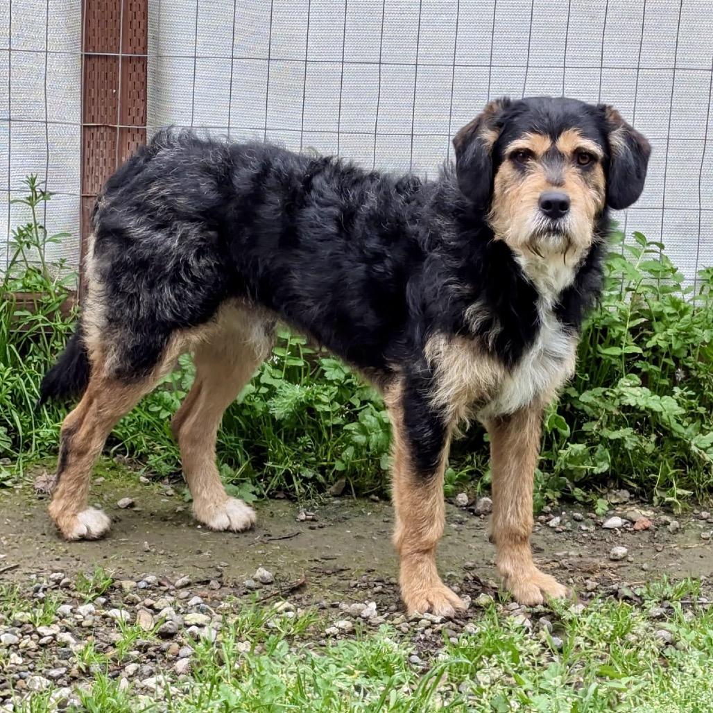 Enlarge Rango, a Adoptable Border Terrier in Sonoma, CA image 2/2
