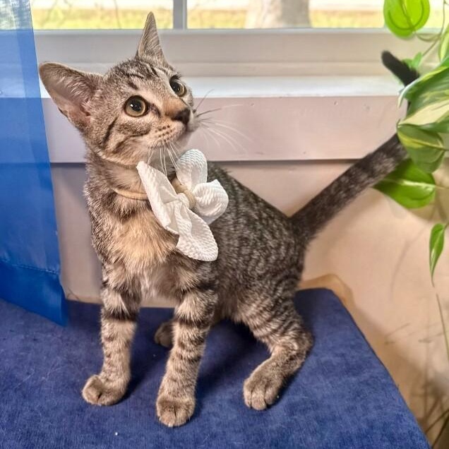 Megatron Arredondo — thumbnail 3