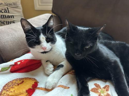 Enlarge Poe, a Adoptable Domestic Short Hair in Broomall, PA image 1/2