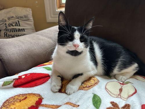 Enlarge Poe, a Adoptable Domestic Short Hair in Broomall, PA image 2/2