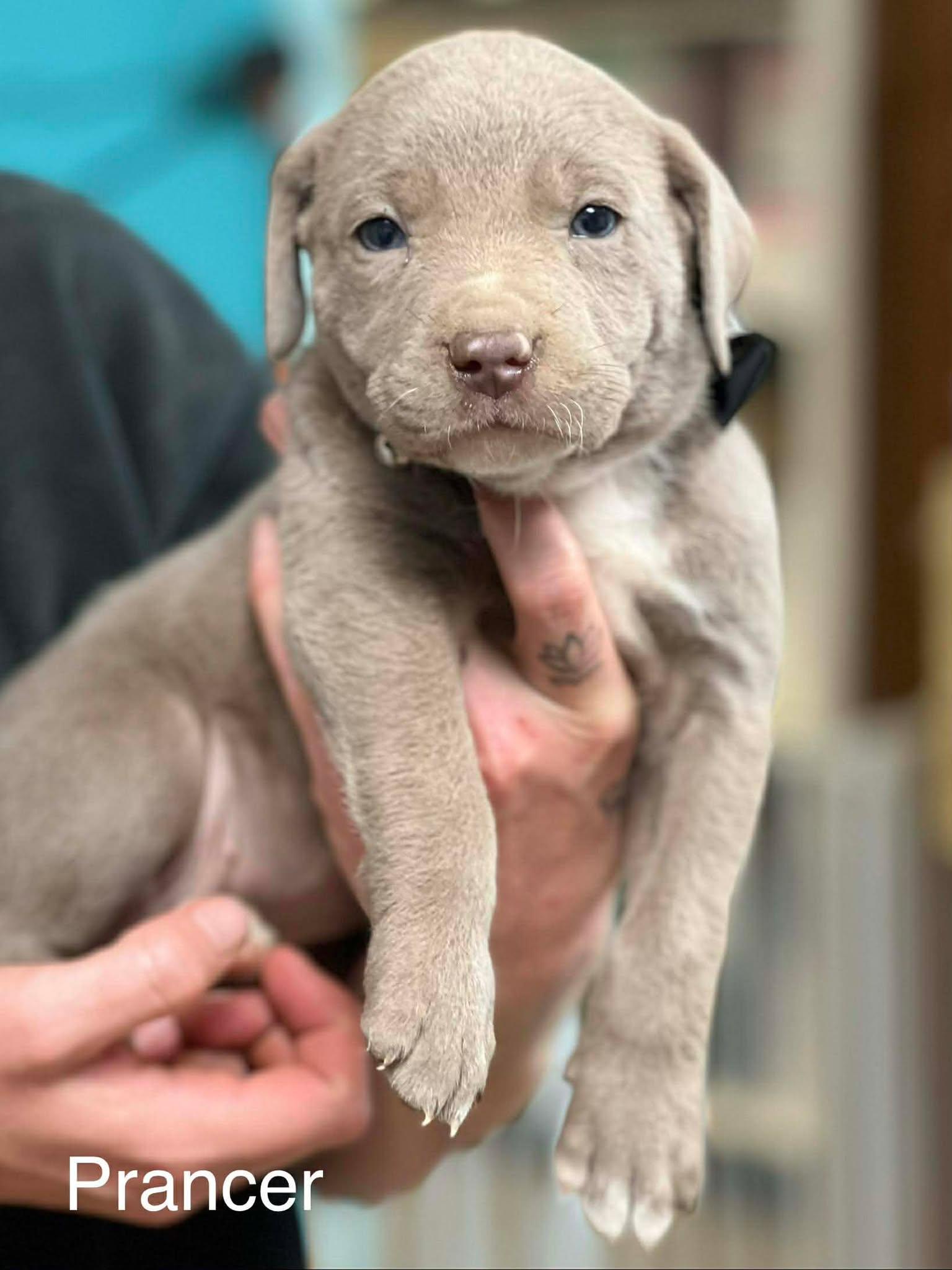 Enlarge Prancer, a ADOPTABLE mixed breed in Brunswick, ME image 1/1