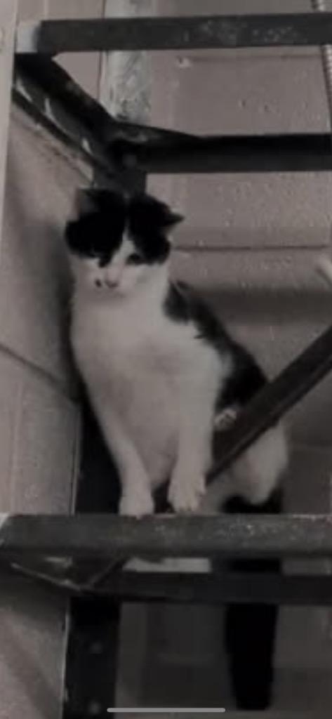 Enlarge Shine, a Adoptable mixed breed in Blountville, TN image 1/1