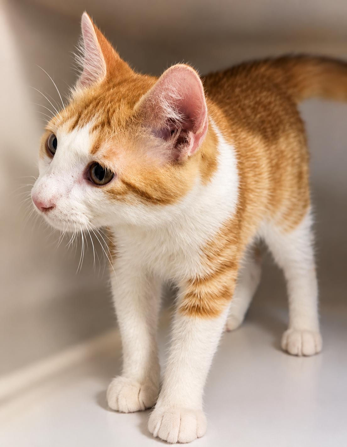 Enlarge Eros, a Adopted Domestic Short Hair in Scottsdale, AZ image 3/4