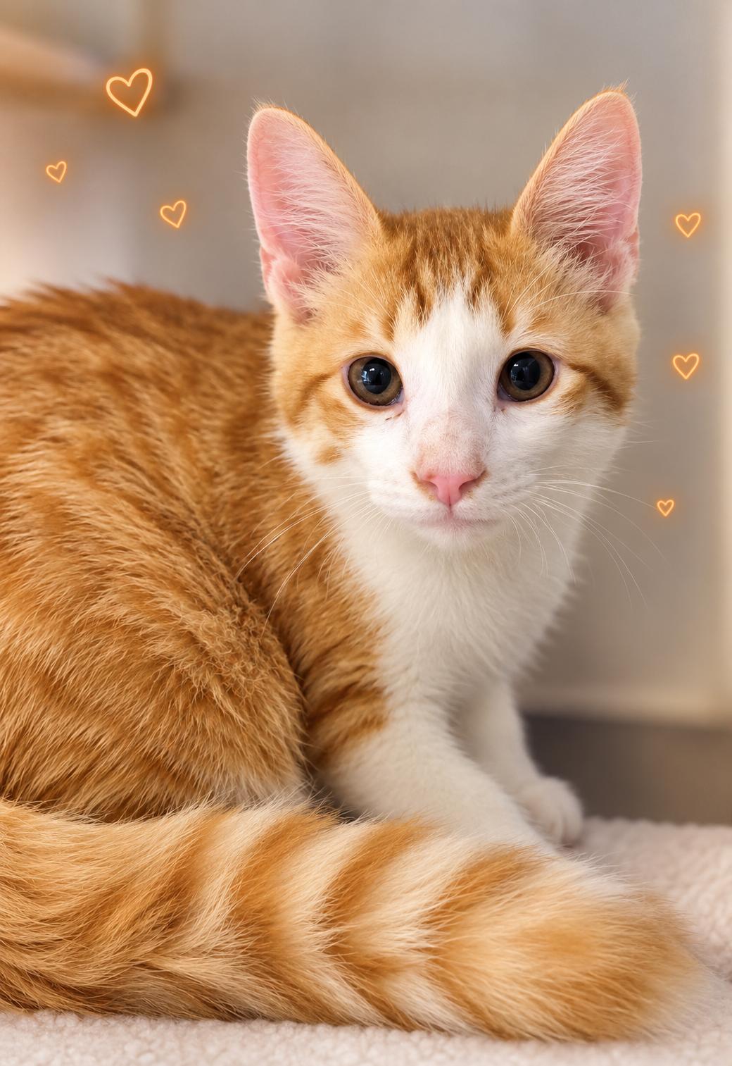 Enlarge Eros, a Adopted Domestic Short Hair in Scottsdale, AZ image 1/4