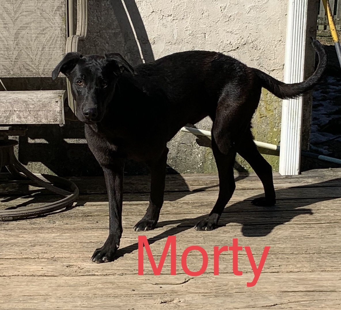 Morty and Ferdy photo 4