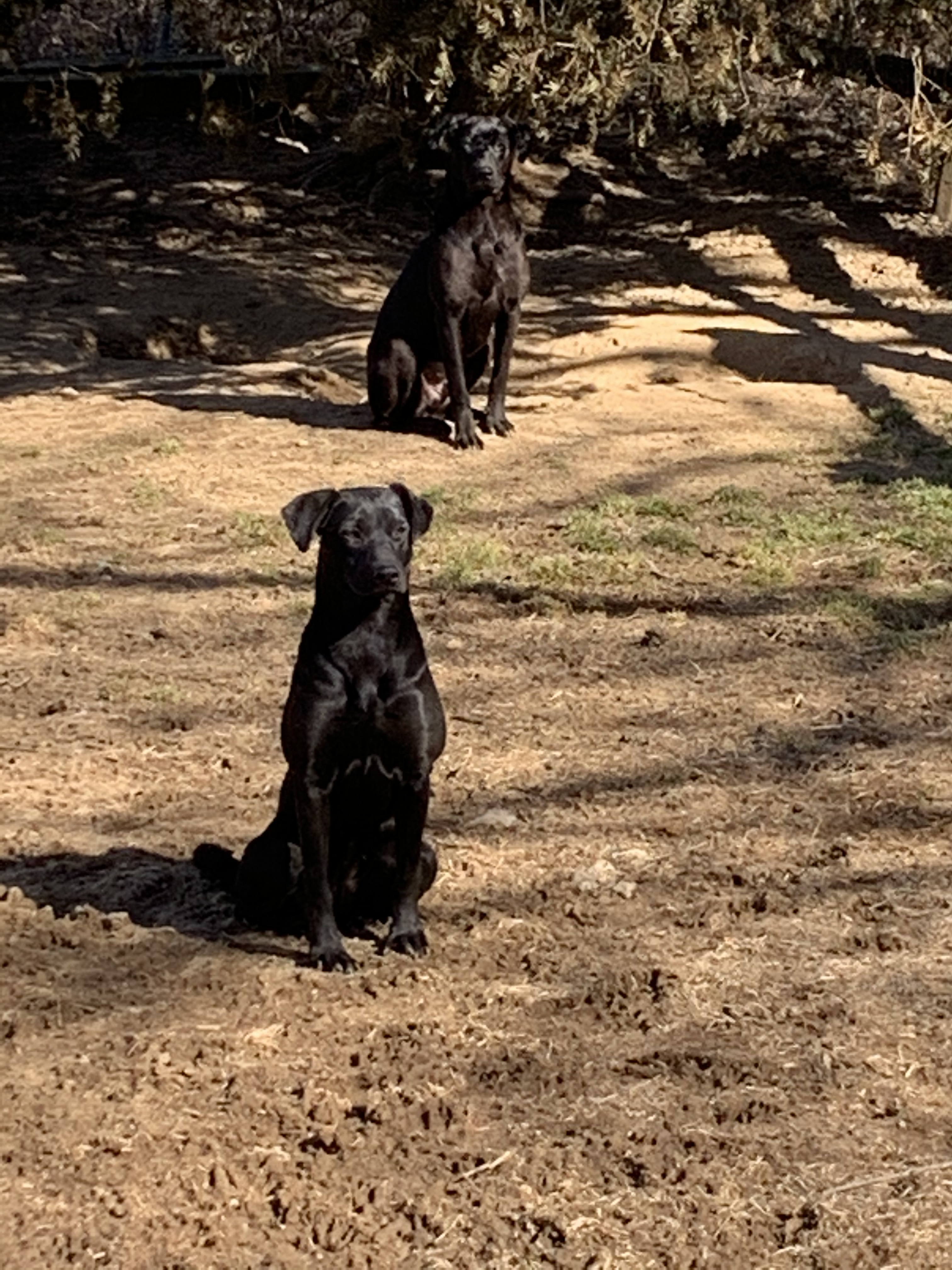 Morty and Ferdy photo 2