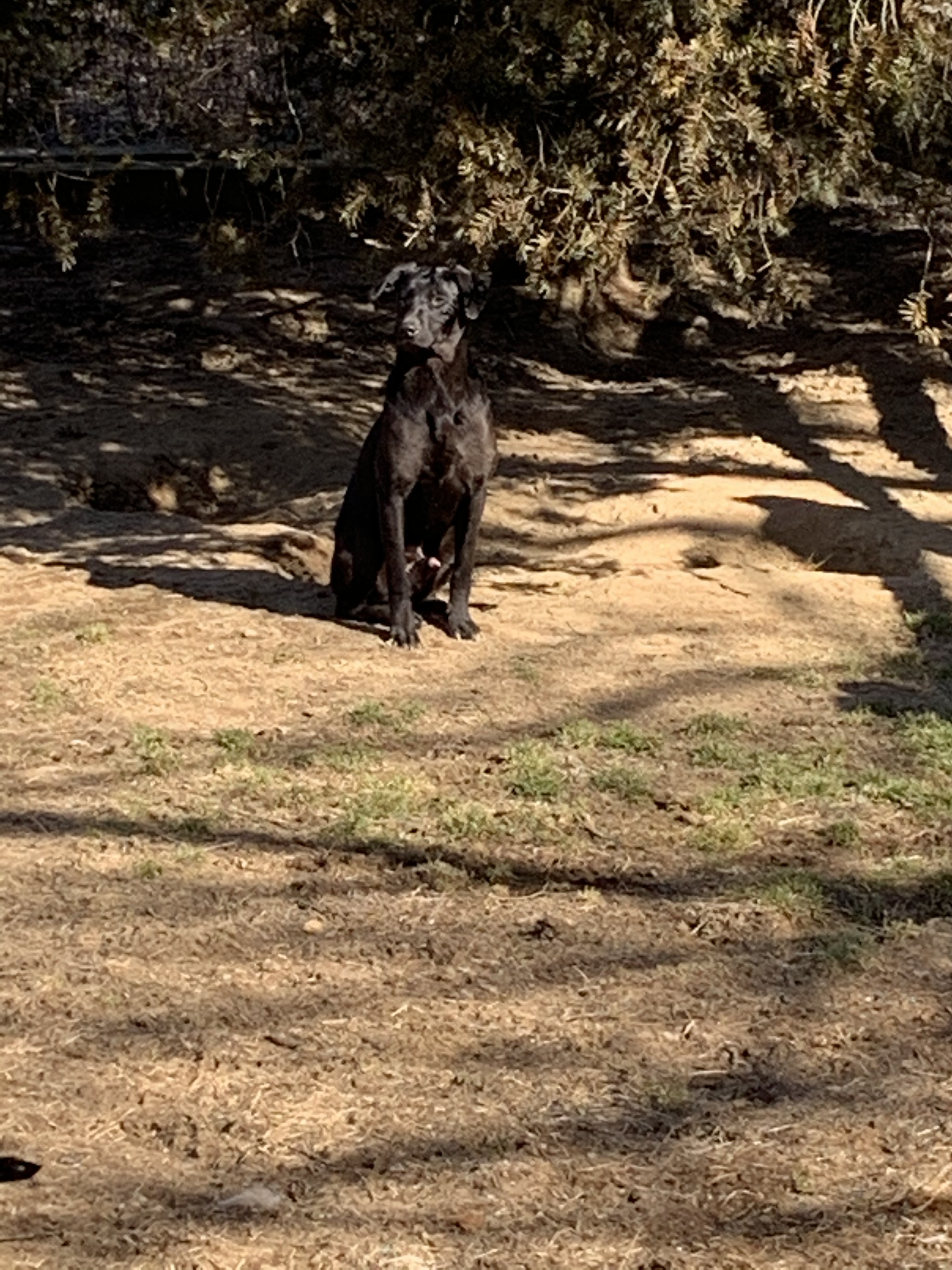 Morty and Ferdy, a Adoptable mixed breed in Coatesville, PA image 3/8