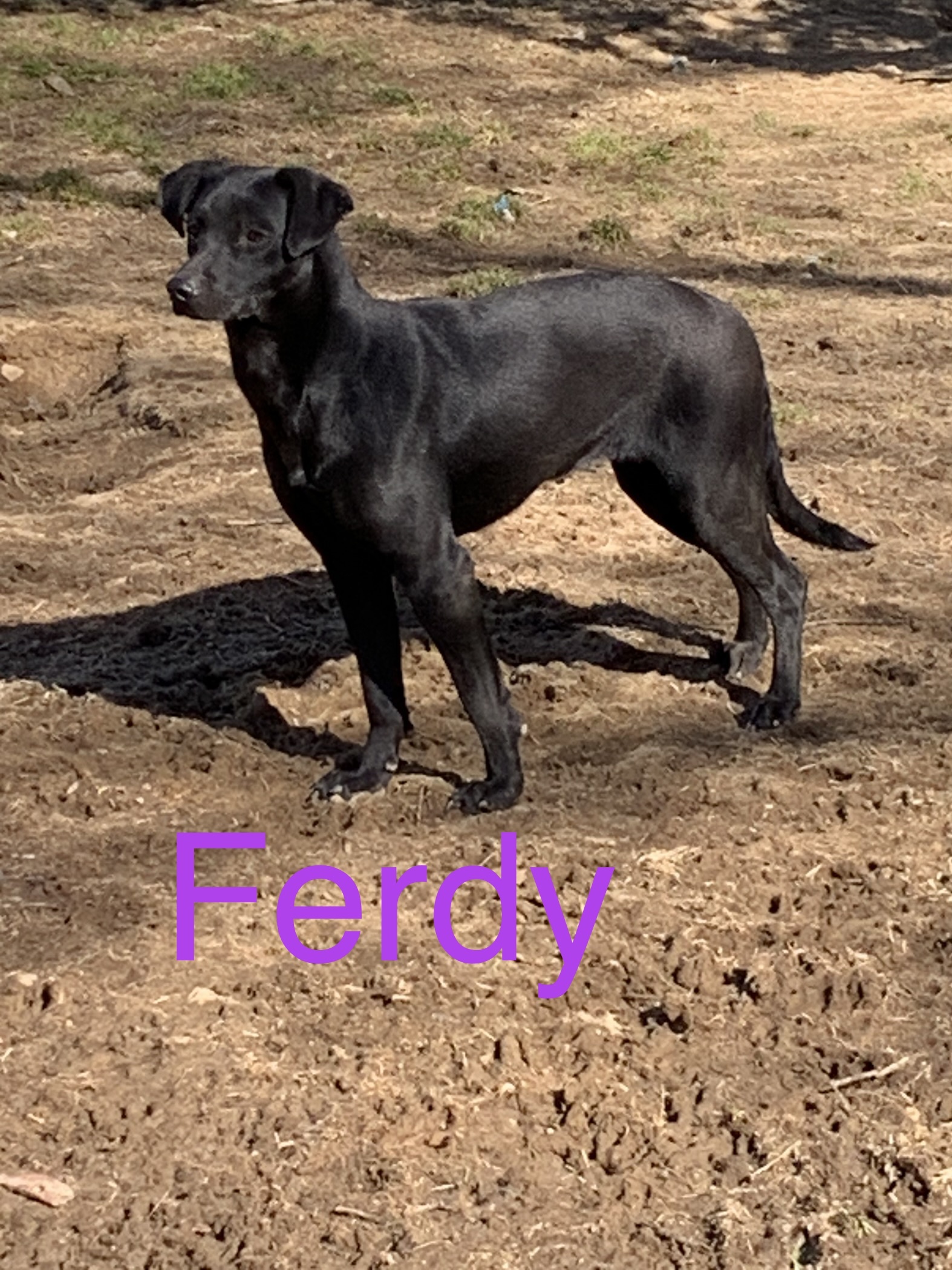 Morty and Ferdy, a Adoptable mixed breed in Coatesville, PA image 4/8