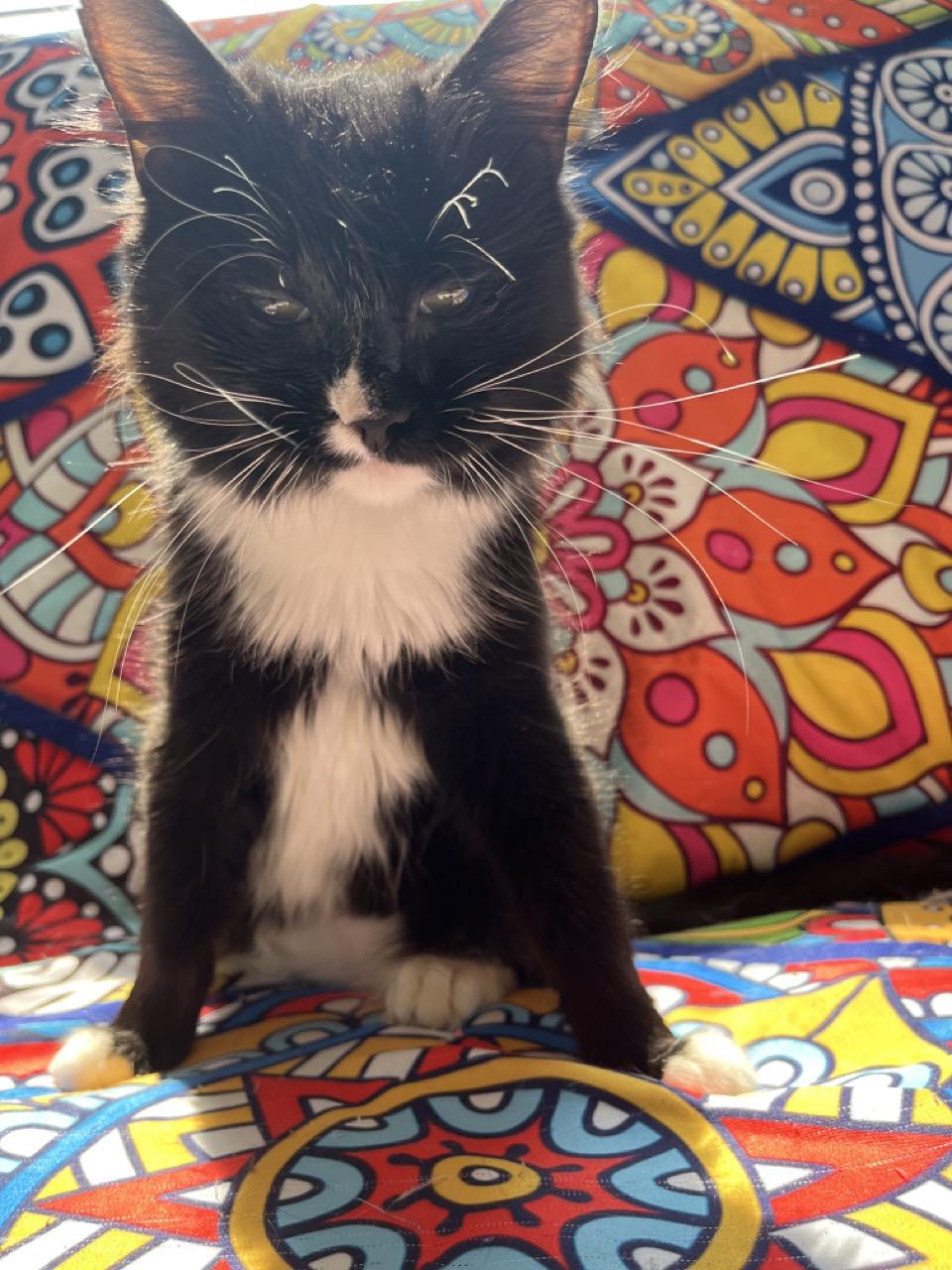 Kyla the Cherub, an adopted Domestic Medium Hair in Cheshire, CT image 6/6