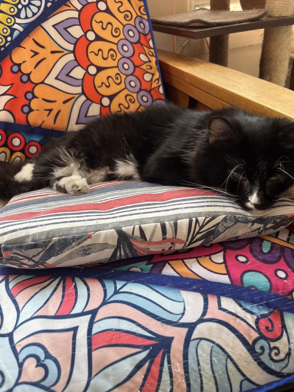 Kyla the Cherub, an adopted Domestic Medium Hair in Cheshire, CT image 2/6