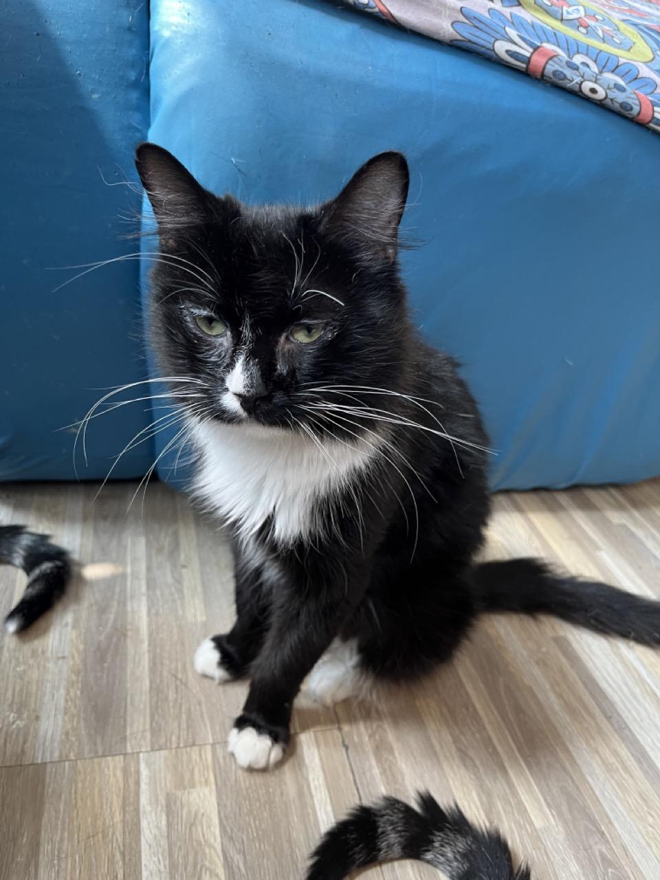 Kyla the Cherub, an adopted Domestic Medium Hair in Cheshire, CT image 4/6