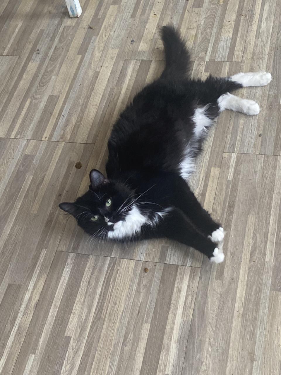 Kyla the Cherub, an adopted Domestic Medium Hair in Cheshire, CT image 5/6