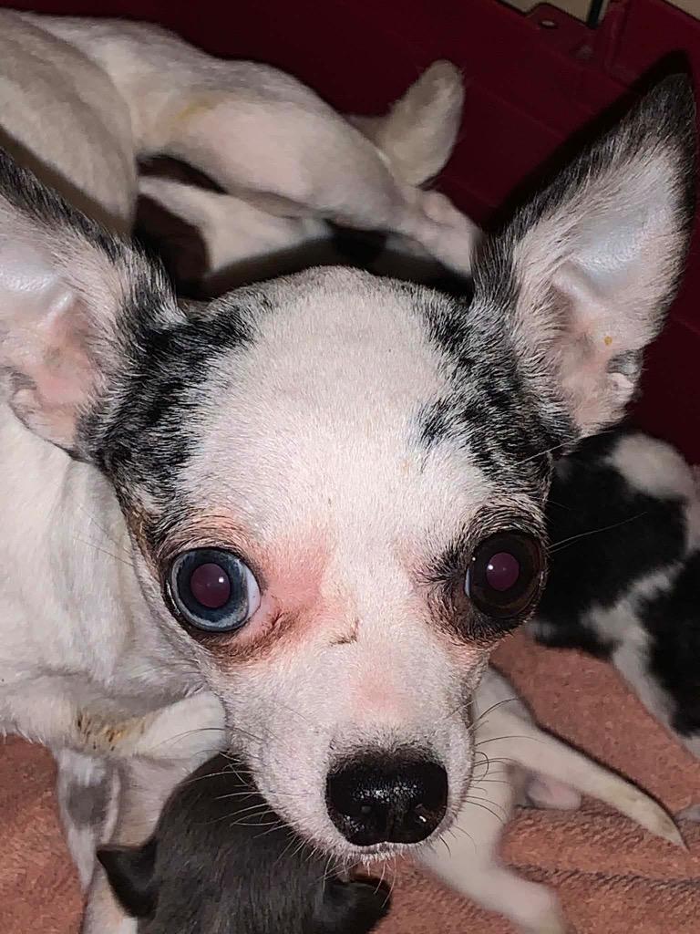 Enlarge Dahlia  $500 (Teeny Beanie), a Adoptable mixed breed in Milwaukee, WI image 1/4