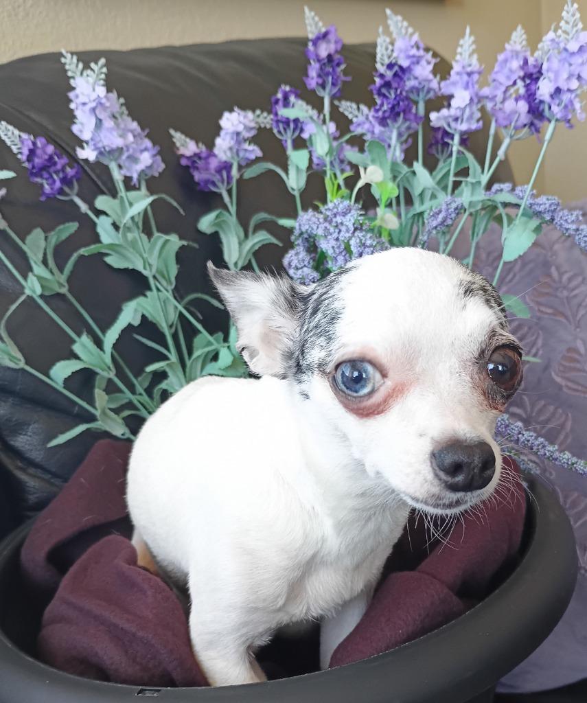 Enlarge Dahlia  $500 (Teeny Beanie), a Adoptable mixed breed in Milwaukee, WI image 2/4