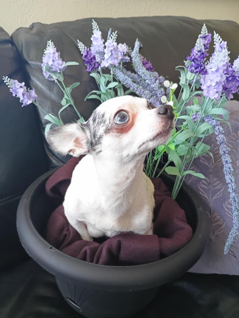 Enlarge Dahlia  $500 (Teeny Beanie), a Adoptable mixed breed in Milwaukee, WI image 3/4
