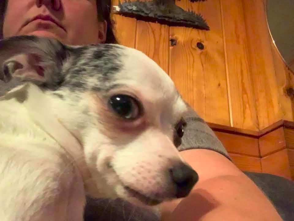 Enlarge Dahlia  $500 (Teeny Beanie), a Adoptable mixed breed in Milwaukee, WI image 4/4