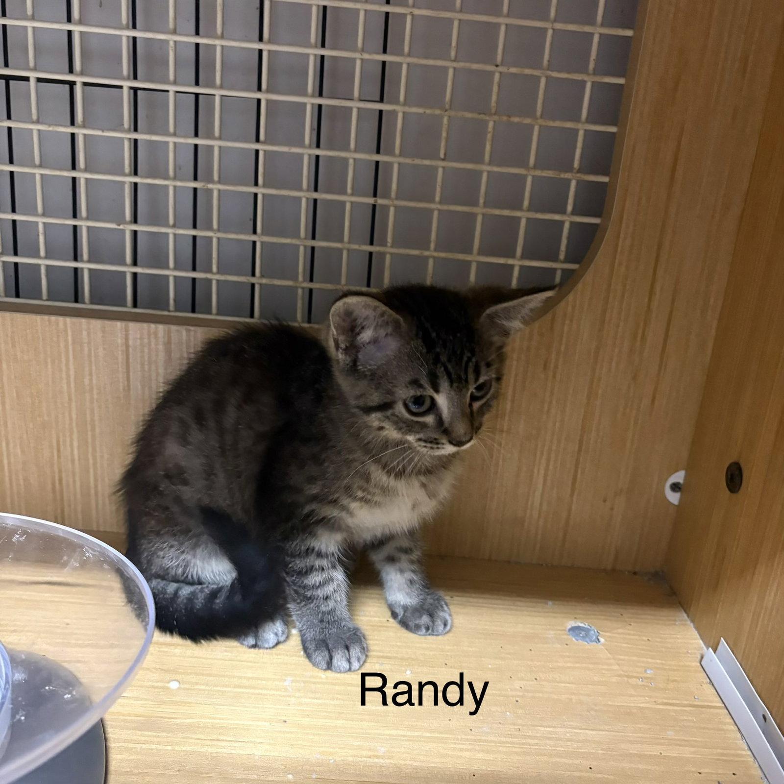 Enlarge Rachell akaRandy   (th), a Adoptable Domestic Short Hair in White Bluff, TN image 1/1